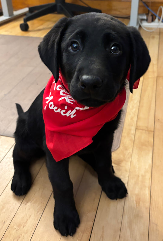 Keep 'er Movin' Tell Your Folks Bandana